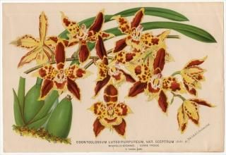 ボタニカルアート 植物画