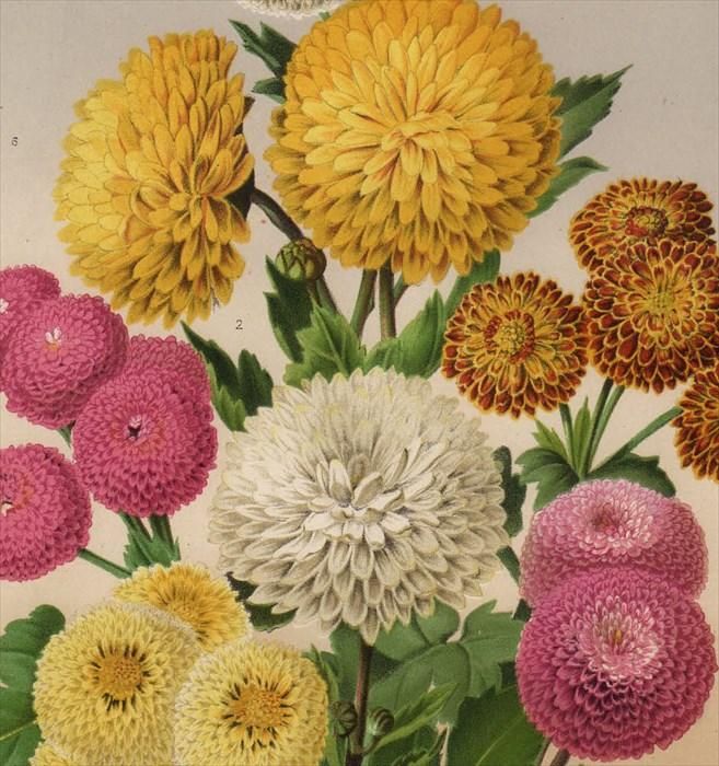 1871年 Linden L'Illustration Horticole キク科 7種