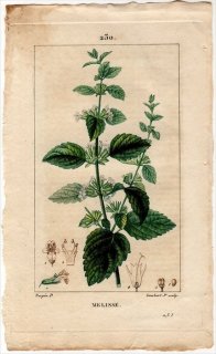 1816年 Chaumeton Flore medicale Pl.230 シソ科 コウスイハッカ属 レモンバーム MELISSE