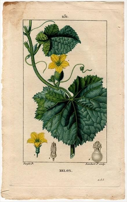 美しい1613年の植物画集'Besler Florilegium'