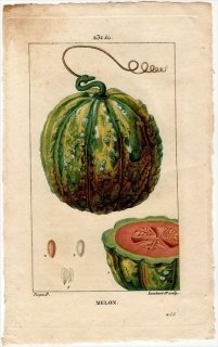 1816年 Chaumeton Flore medicale Pl.231 ウリ科 キュウリ属 メロン MELON 2枚