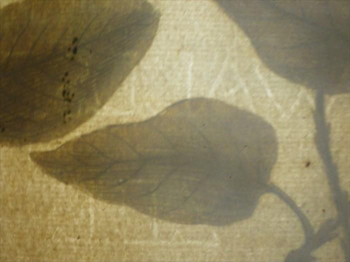 1739年 Weinmann 花譜 N 367 サルトリイバラ科 シオデ属 サルトリイバラ Smilax China アンティークプリント ボタニカルアート 博物画の通販サイト Spirito Di Artigiano