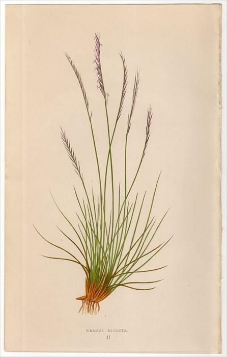 1858年 Lowe 英国のイネ科植物 Pl 2 イネ科 オガルカヤ属 Nardus Stricta アンティークプリント ボタニカルアート 博物画の通販サイト Spirito Di Artigiano 1858年 Lowe 英国のイネ科植物 Pl 2 イネ科 オガルカヤ属 Nardus Stricta アンティークプリント ボタニカルアート 博物画の通販サイト Spirito Di Artigiano