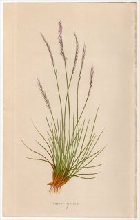 1858年 LOWE 英国のイネ科植物 Pl.2 イネ科 オガルカヤ属 NARDUS STRICTA