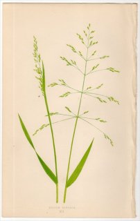 1858年 LOWE 英国のイネ科植物 Pl.12 イネ科 イブキヌカボ属 イブキヌカボ MILIUM EFFUSUM