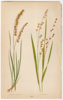 1858年 LOWE 英国のイネ科植物 Pl.25 イネ科 コメガヤ属 コメガヤ MELICA NUTANS
