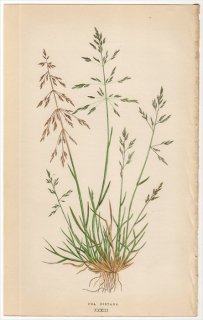 1858年 LOWE 英国のイネ科植物 Pl.33 イネ科 チシマドジョウツナギ属 POA DISTANS