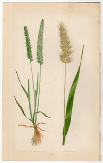 1858年 LOWE 英国のイネ科植物 Pl.44 イネ科 クシガヤ属 クシガヤ CYNOSURUS CRISTATUS