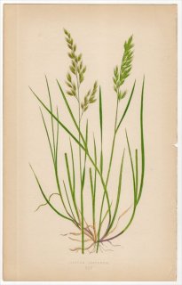 1858年 LOWE 英国のイネ科植物 Pl.45 イネ科 ウシノケグサ属 ヒロハウシノケグサ FESTUCA PRATENSIS