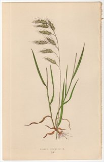 1858年 LOWE 英国のイネ科植物 Pl.55 イネ科 スズメノチャヒキ属 ムクゲチャヒキ BROMUS COMMUTATUS