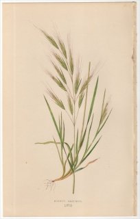 1858年 LOWE 英国のイネ科植物 Pl.58 イネ科 スズメノチャヒキ属 BROMUS MAXIMUS