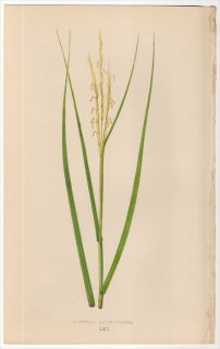 1858年 LOWE 英国のイネ科植物 Pl.70 イネ科 スパルティナ属 ヒガタアシ SPARTINA ALTERNIFLORA