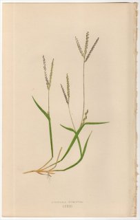 1858年 LOWE 英国のイネ科植物 Pl.73 イネ科 メヒシバ属 キタメヒシバ DIGITARIA HUMIFUSA