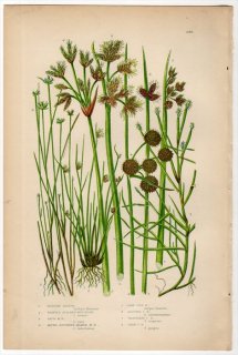 1889ǯ Pratt Grasses Sedges and Ferns of Great Britain Pl.240 ĥꥰ ۥ륤° եȥ Lake Club Rush