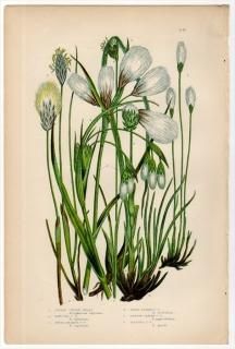 1889ǯ Pratt Grasses Sedges and Ferns of Great Britain Pl.242 ĥꥰ 勵° 勵