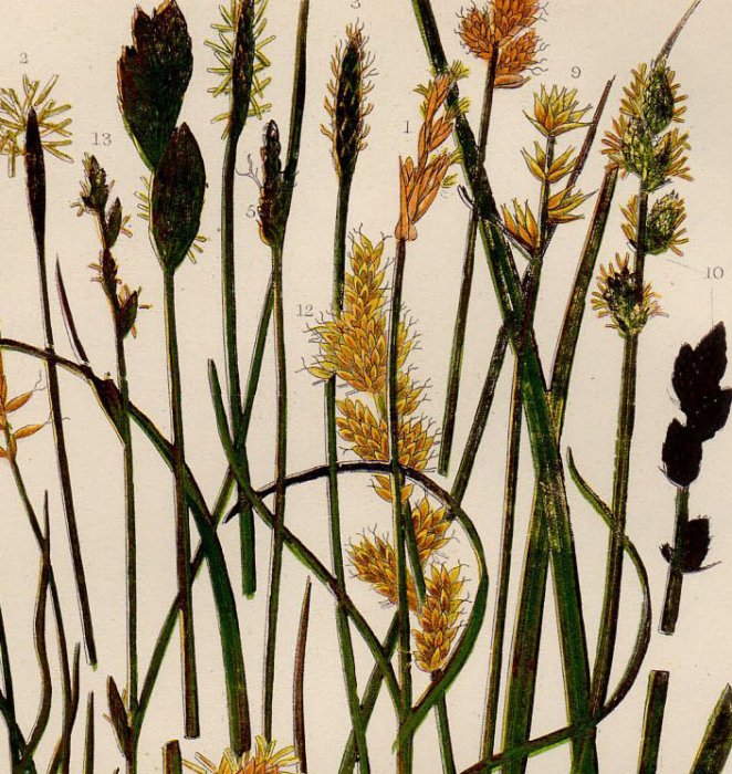 1889年 Pratt Grasses Sedges and Ferns of Great Britain Pl.243 カヤツリグサ科 スゲ属  カラフトイワスゲ Rock Carex - アンティークプリント 博物画 ボタニカルアートの通販サイト Spirito di Artigiano