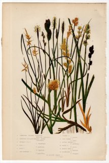 1889ǯ Pratt Grasses Sedges and Ferns of Great Britain Pl.243 ĥꥰ ° եȥ凉 Rock Carex