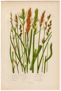 1889ǯ Pratt Grasses Sedges and Ferns of Great Britain Pl.244 ĥꥰ ° 9