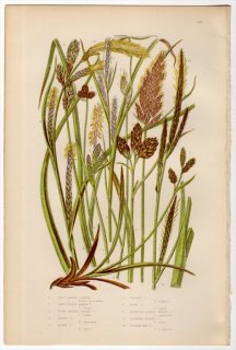 1889ǯ Pratt Grasses Sedges and Ferns of Great Britain Pl.245 ĥꥰ ° ܥ Black Carex
