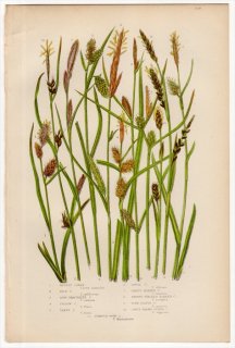 1889ǯ Pratt Grasses Sedges and Ferns of Great Britain Pl.246 ĥꥰ ° 11