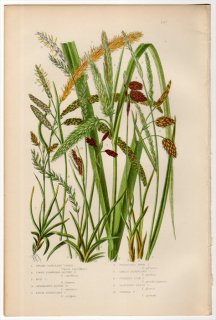 1889ǯ Pratt Grasses Sedges and Ferns of Great Britain Pl.247 ĥꥰ ° ͥХ 