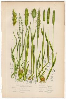 1889ǯ Pratt Grasses Sedges and Ferns of Great Britain Pl.249 Ͳ ϥ륬° ϥ륬