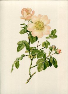 1914ǯ Willmott The Genus Rosa 134 Х Х° ޥ ROSA MACRANTHA Desp