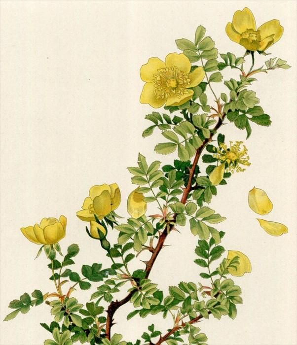 1914年 Willmott The Genus Rosa 94 バラ科 バラ属 キバナ