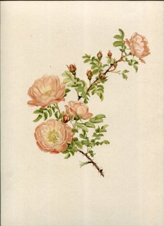 1914ǯ Willmott The Genus Rosa 89 Х Х° ԥΥ ROSA SPINOSISSIMA var.ANDREWSII