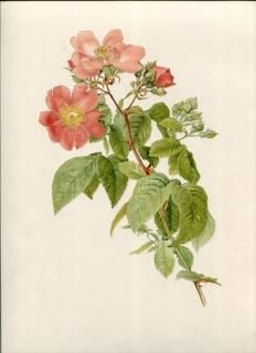 1914ǯ Willmott The Genus Rosa Х Х°  ROSA SETIGERA