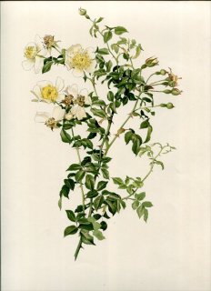 1914ǯ Willmott The Genus Rosa 5 Х Х° ڥ륦 ROSA SEMPERVIRENS Linn