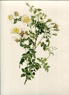 1914ǯ Willmott The Genus Rosa 5 Х Х° ڥ륦 ROSA SEMPERVIRENS Linn