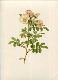 1914ǯ Willmott The Genus Rosa Х Х° ꡼ ROSA HUMILIS