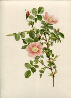 1914ǯ Willmott The Genus Rosa 75 Х Х° ̥ȥ ROSA NUTKANA Presl
