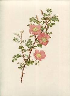 1914ǯ Willmott The Genus Rosa 76 Х Х° åӥ ROSA WEBBIANA Wall