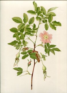 1914ǯ Willmott The Genus Rosa 77 Х Х° åɥ ROSA WOODSII Lindl
