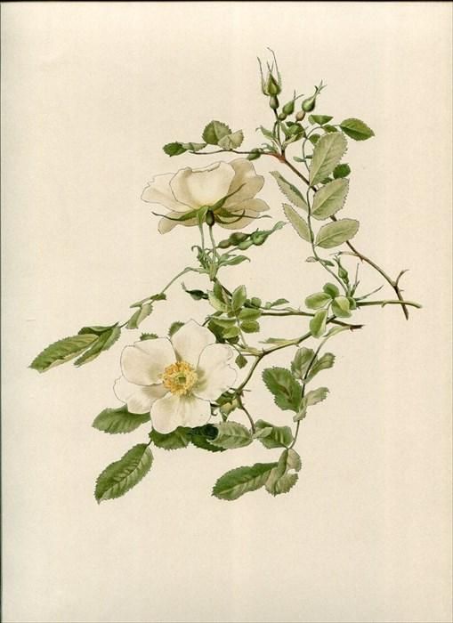 バラ 薔薇 ロサ エグランテリア 花 絵画 1805年