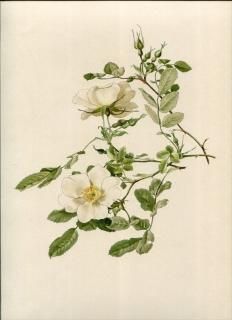 1914ǯ Willmott The Genus Rosa Х Х° åɥ ROSA WOODSII