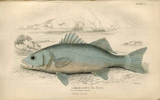 1835ǯ Jardine Naturalist's Library  Pl.2 Ͳ ǥȥ륯° ˥ߥ LABRAX LUPUS