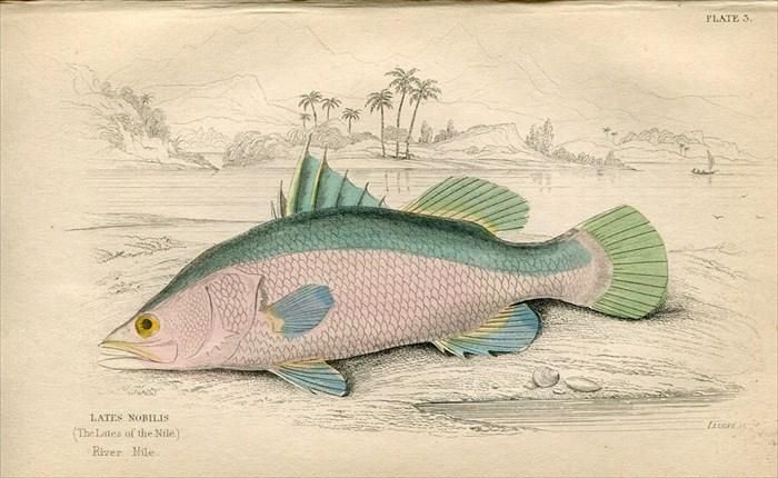 15年 Jardine Naturalist S Library 魚類学 Pl 3 アカメ科 アカメ属 Lates Nobilis アンティークプリント ボタニカルアート 博物画の通販サイト Spirito Di Artigiano