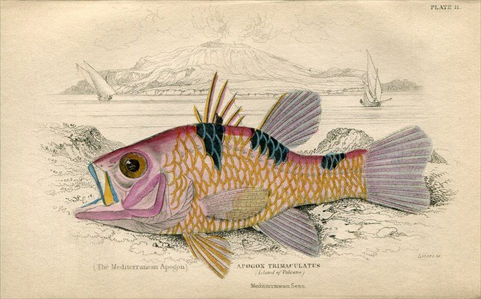 1835年 Jardine Naturalistu0027s Library 魚類学 Pl.11 テンジクダイ科 