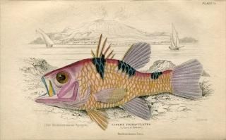 1835ǯ Jardine Naturalist's Library  Pl.11 ƥ󥸥 ҥ쥤° ߥҥ쥤 APOGON TRIMACULATUS