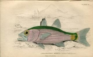 1835ǯ Jardine Naturalist's Library  Pl.12 ƥ󥸥 饤° CHEILODIPTERUS ARABICUS