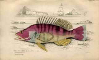 1835ǯ Jardine Naturalist's Library  Pl.17 ϥ ҥ᥹° ڥƥåɥС SERRANUS SCRIBA