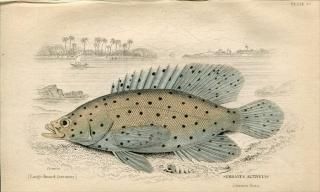 1835ǯ Jardine Naturalist's Library  Pl.20 ϥ 饵ϥ° 饵ϥ SERRANUS ALTIVELIS