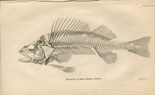 1835ǯ Jardine Naturalist's Library  Pl.32 ڥ륫 ѡι SKELETON OF THE COMMON PERCH
