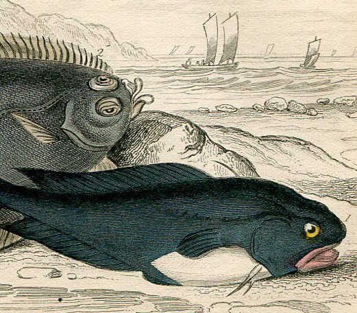 1840年 Jardine Naturalist's Library 魚類学 Pl.10 カレイ科 カレイ 