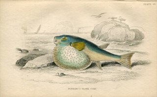 1840年 Jardine Naturalist's Library 魚類学 Pl.20 フグ科 サバフグ属 クマサカフグ PENNANTS' GLOBE FISH