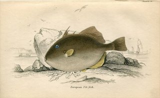 1840年 Jardine Naturalist's Library 魚類学 Pl.21 モンガラカワハギ科 ケショウモンガラ属 ネズミモンガラ European File fish
