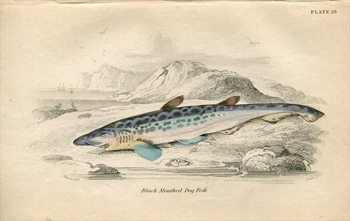 1840年 Jardine Naturalist S Library 魚類学 Pl 23 トラザメ科 ヤモリザメ属 クログチヤモリザメ Black Mouthed Dog Fish アンティークプリント ボタニカルアート 博物画の通販サイト Spirito Di Artigiano